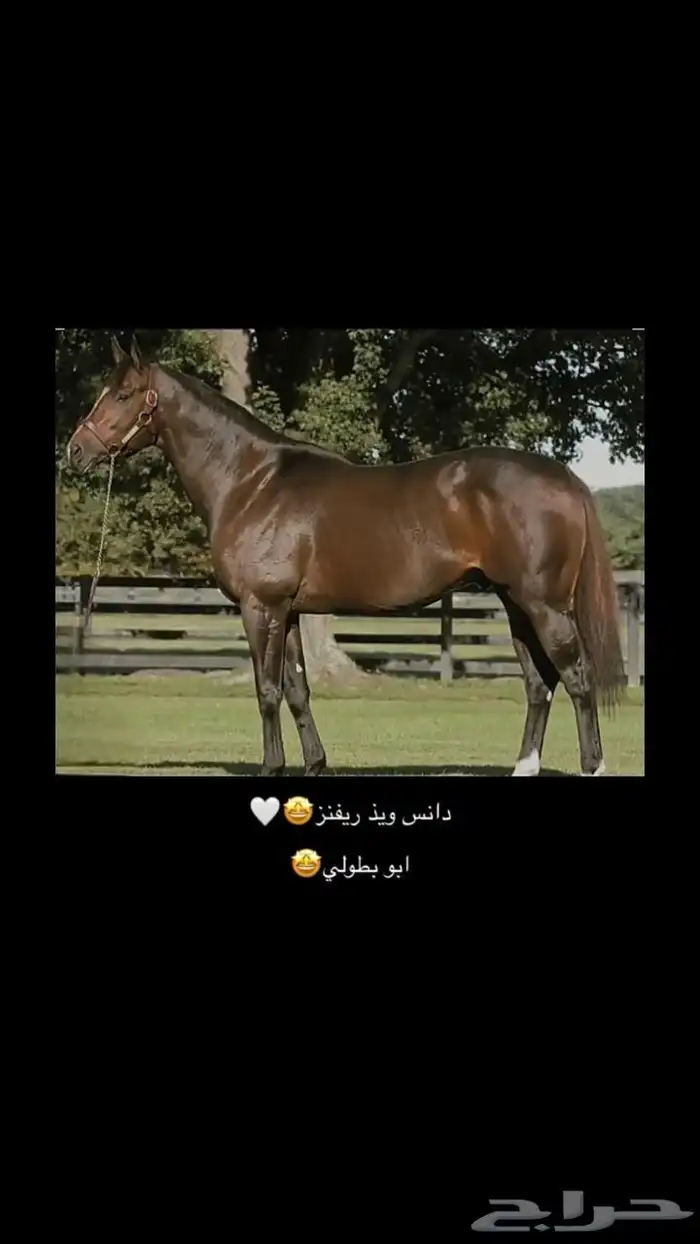 حصان انتاج 3