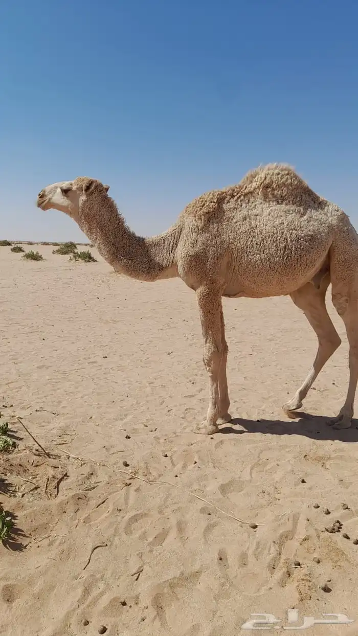 للبيع قعود 0