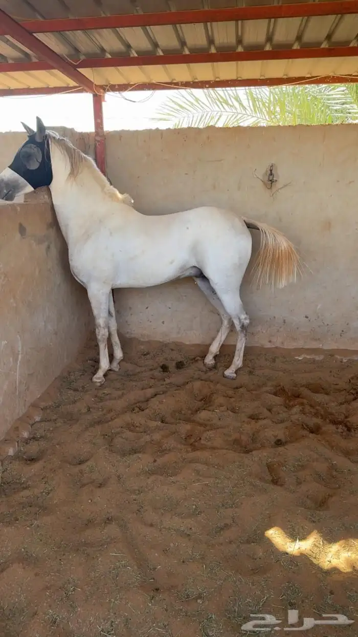 حصان واهو جمال فاخر 5