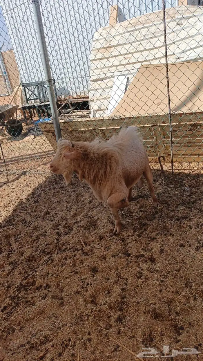 تيس قزم تشيكي فحل 2