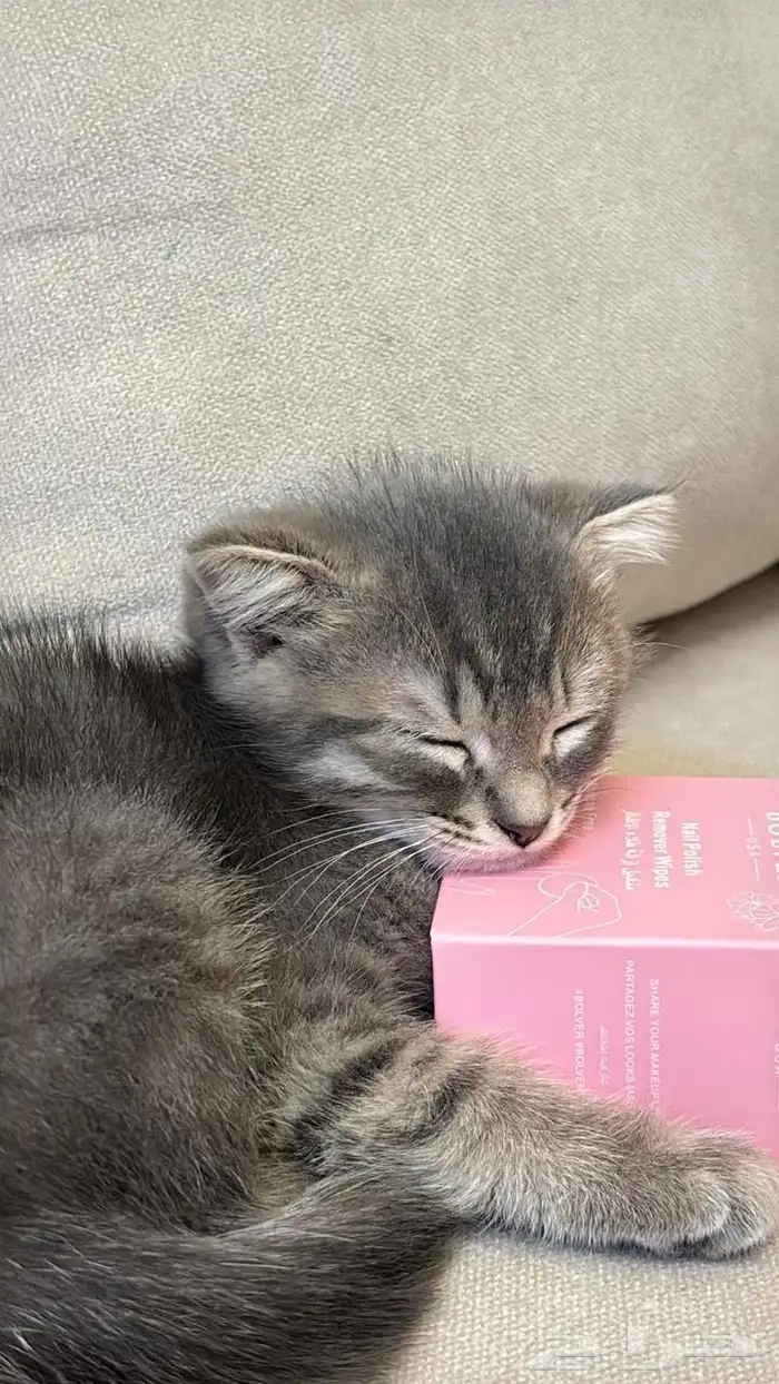 سكوتش فولد بمكه للبيع 2