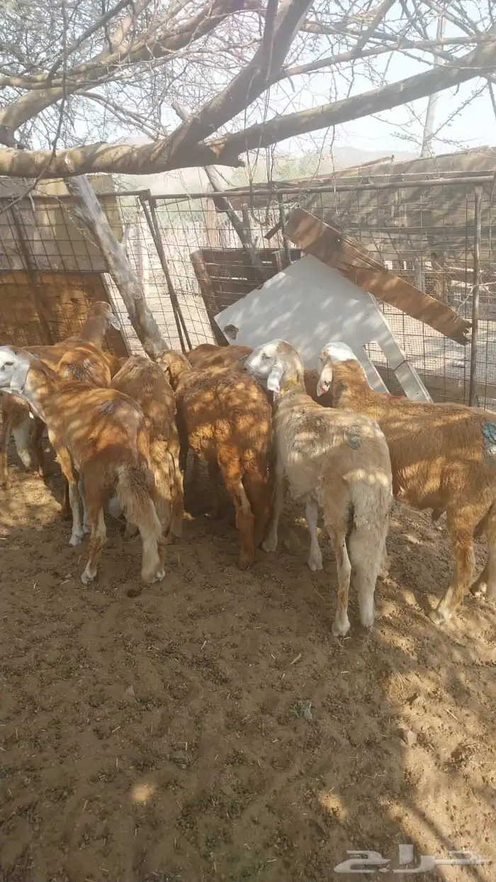 سواكن نظيفه وطيبه تربيه شهرين 1