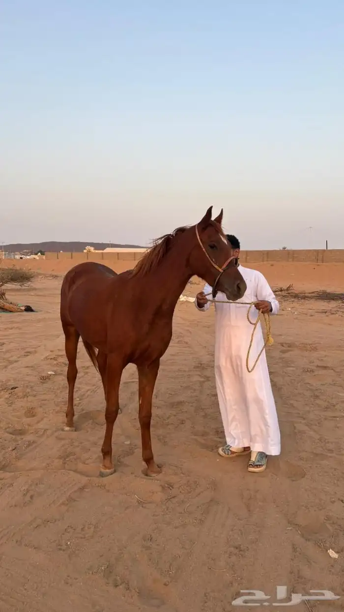 فرس شعبي للبيع 0