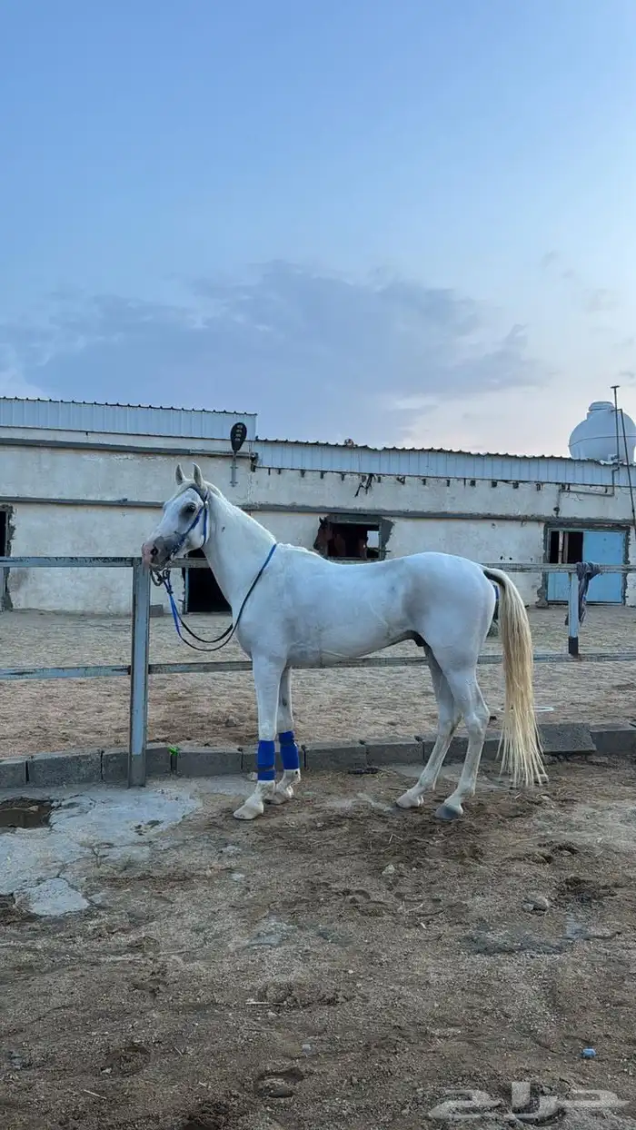 خيل شعبي لون الاصفر 5