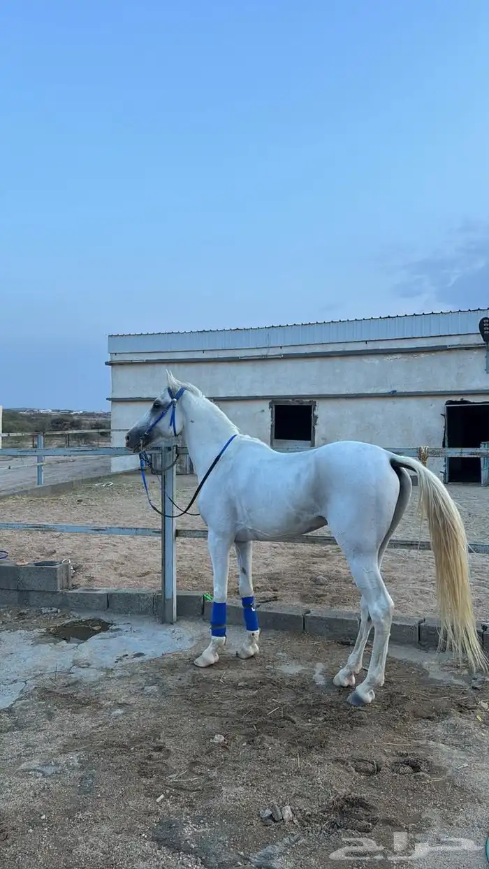 خيل شعبي لون الاصفر 6