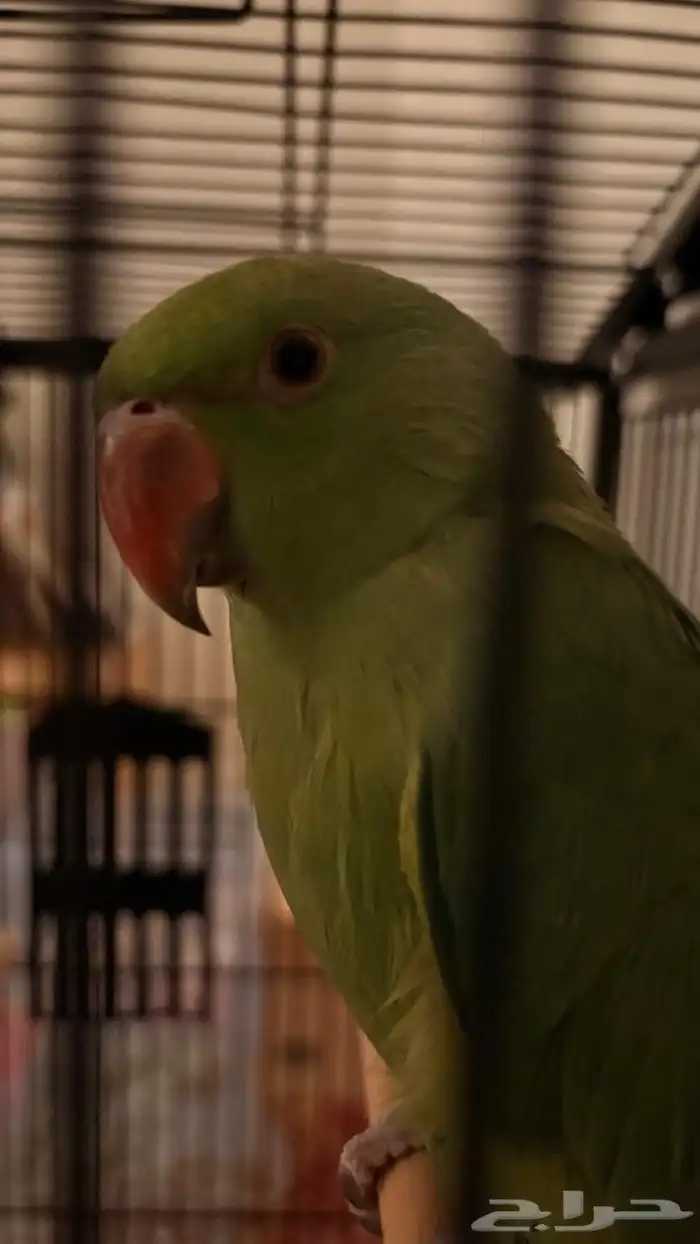 دره هنديه أليفه متكلمه 4