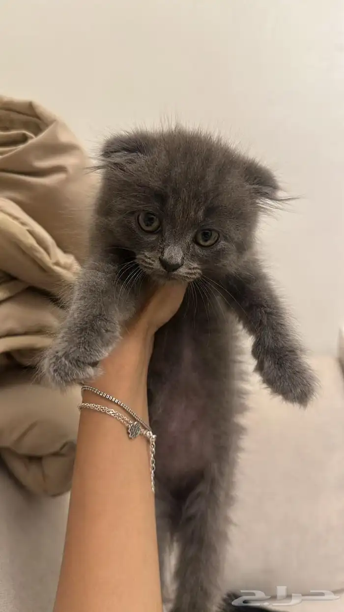 سكوتش فولد بمكه للبيع 0