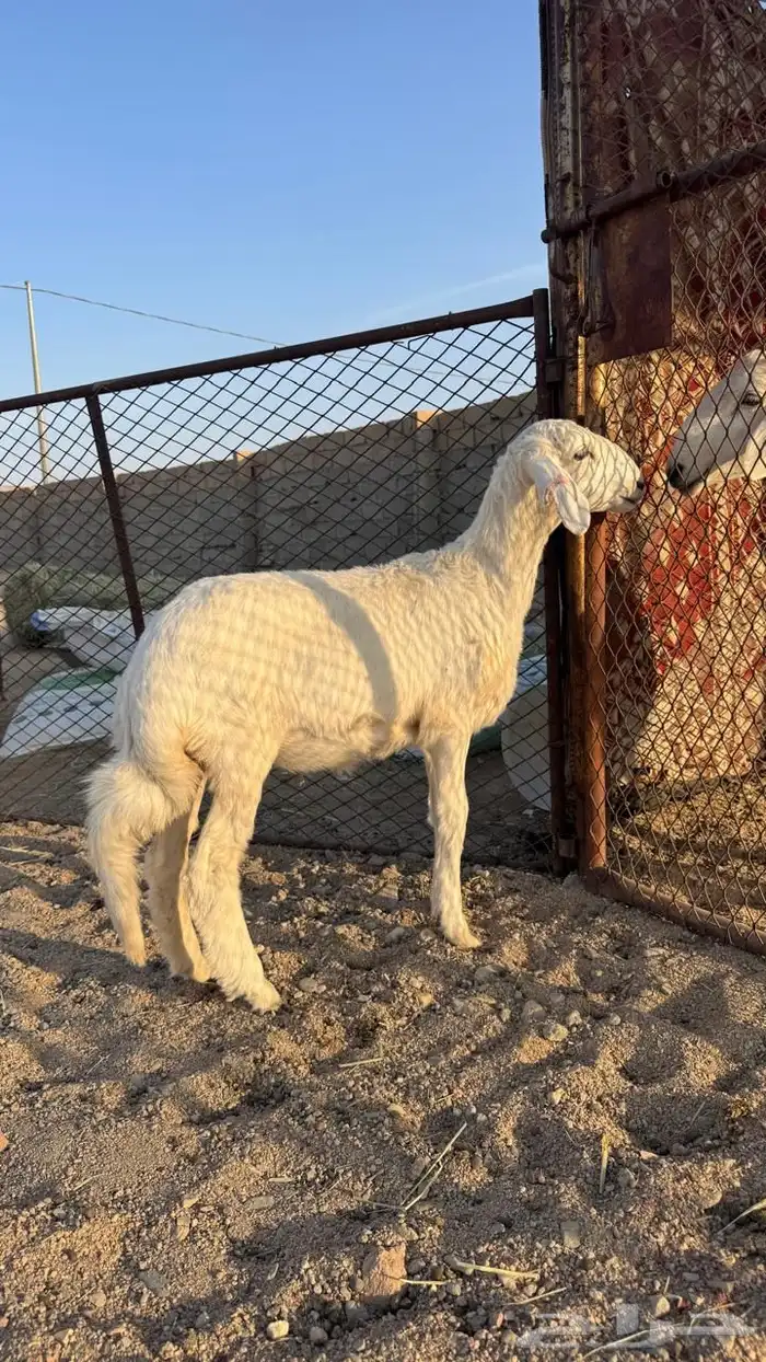 للبيع رخل بريه نظيفه الصحه شرط 0