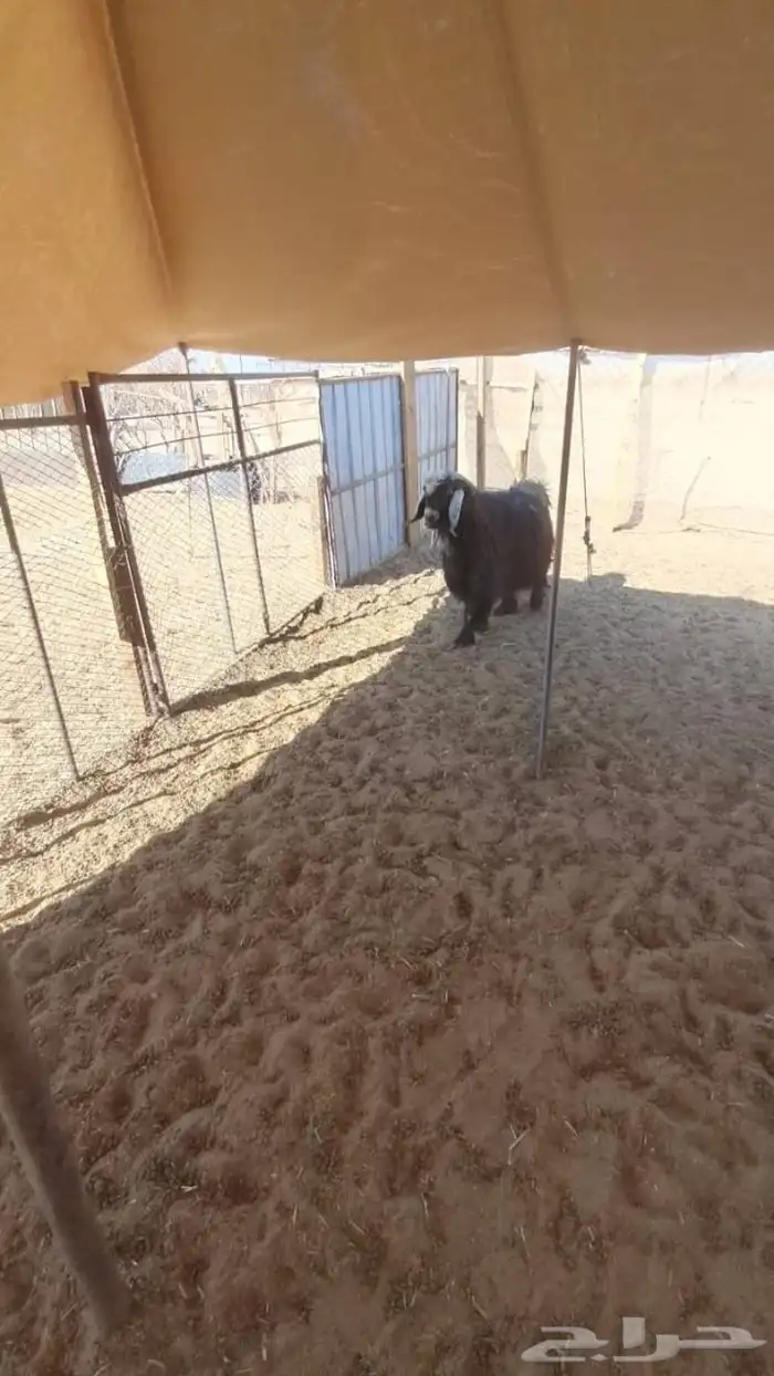 تيس حبشي خصم فحل 0