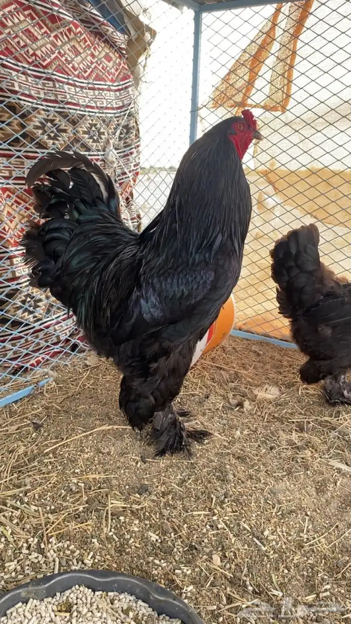 فروخ على مستوى 7