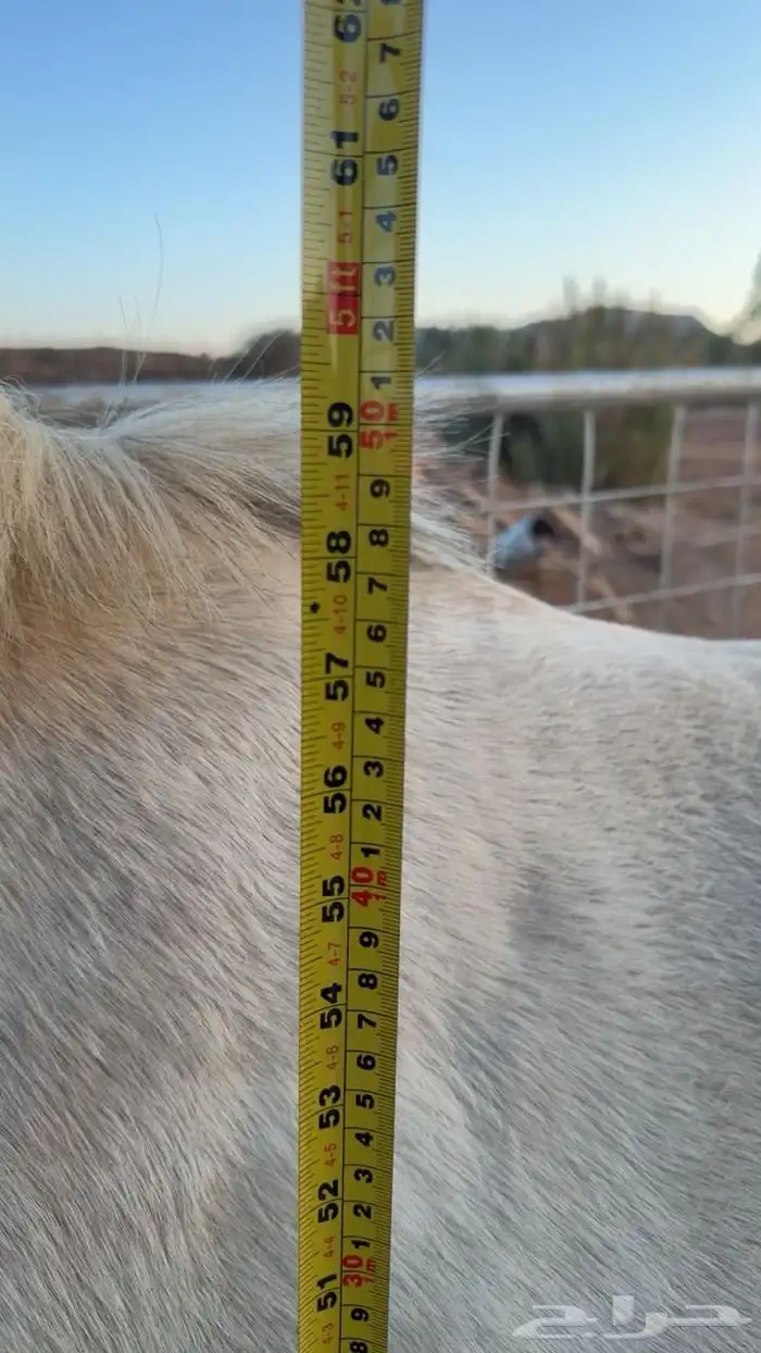 حصان شعبي فاخر 1