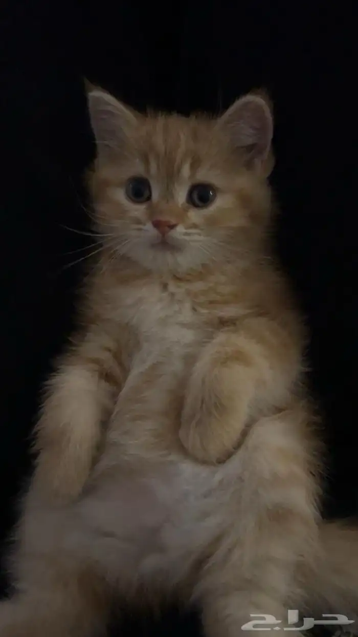 قطه للبيع 200 0