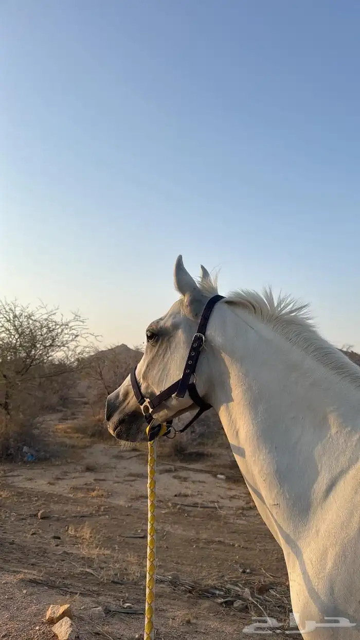 خيل شعبي لون الاصفر 0