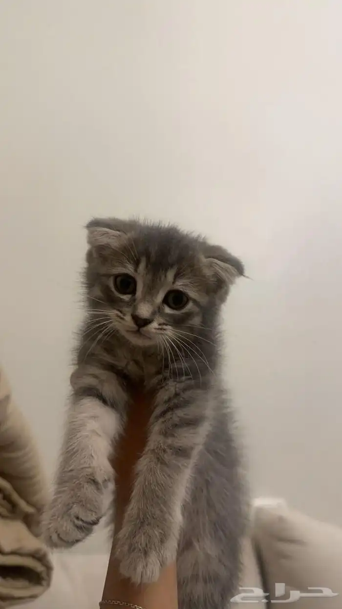 سكوتش فولد بمكه للبيع 1