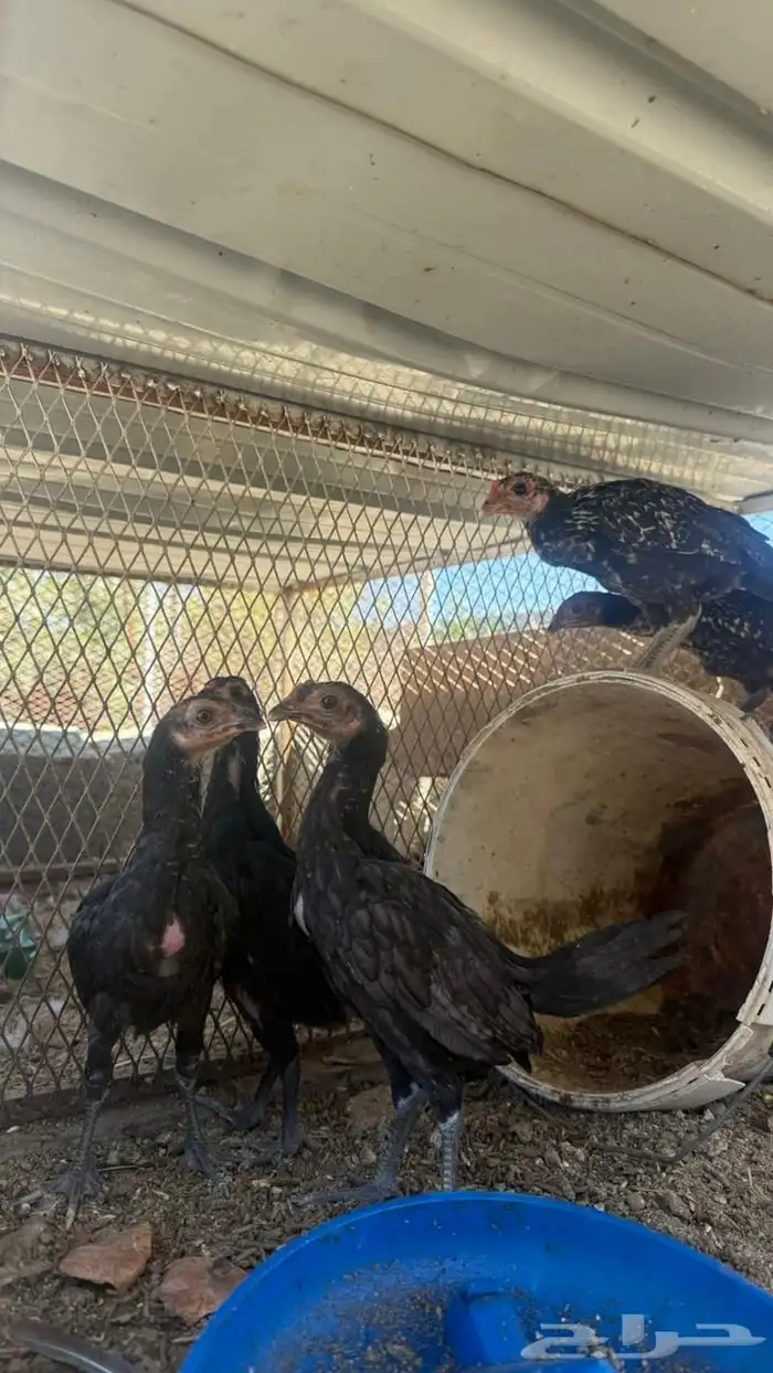 دجاج سندي و ديك شامو ارتفاعه 3 و نص على السوم 6