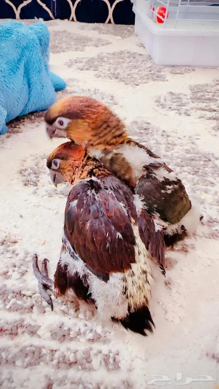 لوري كنيور روز مفقود يلي ضايع علي يتواصل معي بحجلي 2