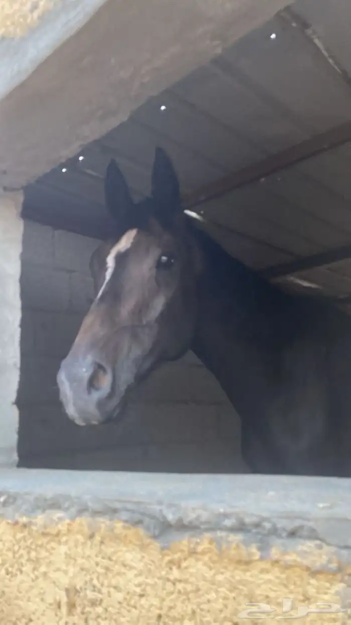 حصان انتاج 4