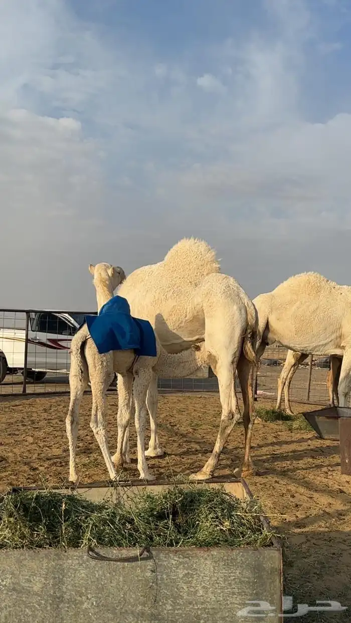 خلفه وضحى منيحه هديه تحتها قعود 1