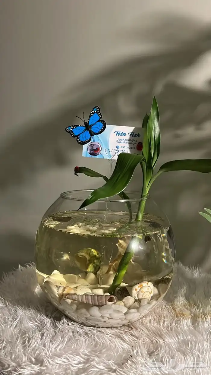 سمكة الفايتر 2