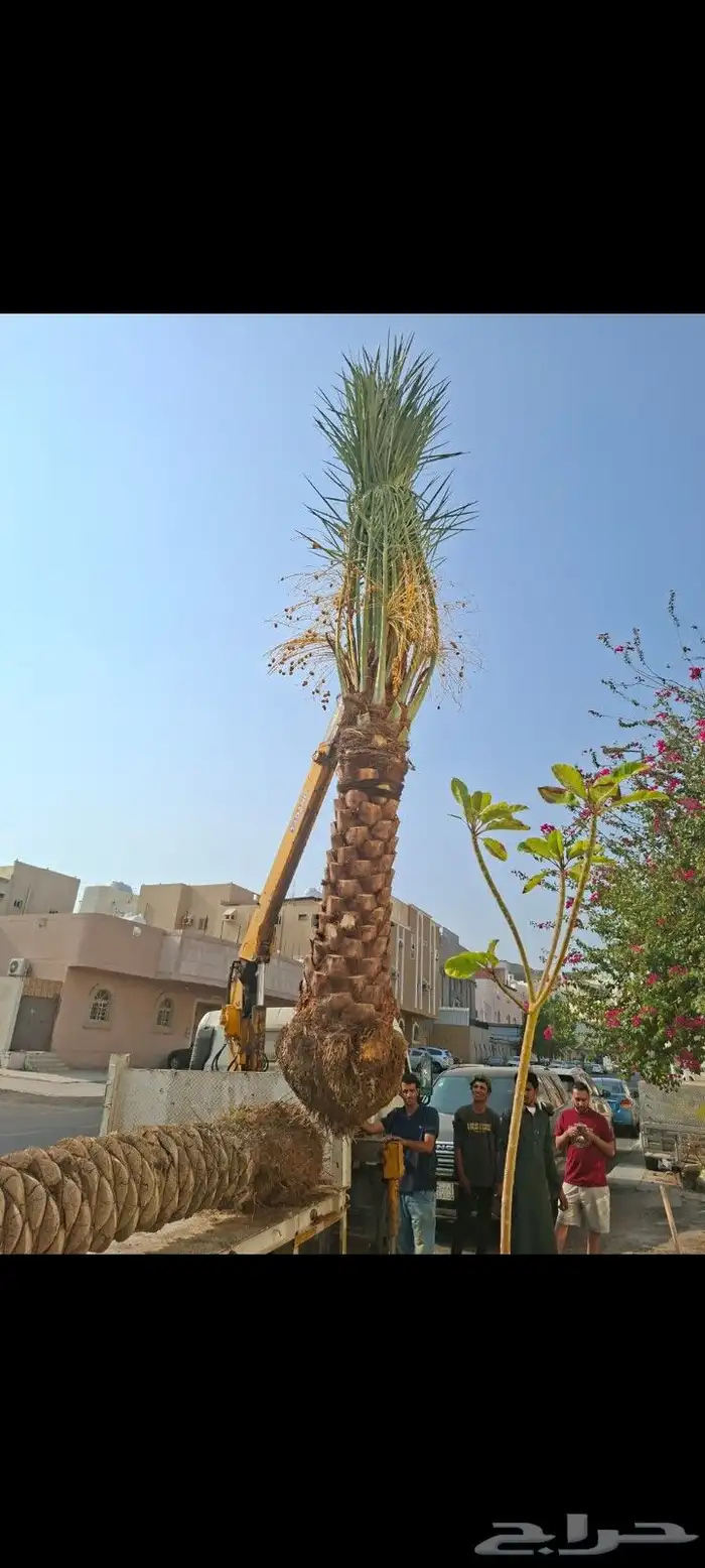 يوجد لدينا جثايث وفسايل للبيع اليوم يوم السبت 15نوفمبر 0