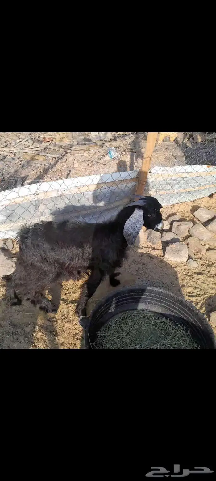 ذبائح خرفان وتيوس 2