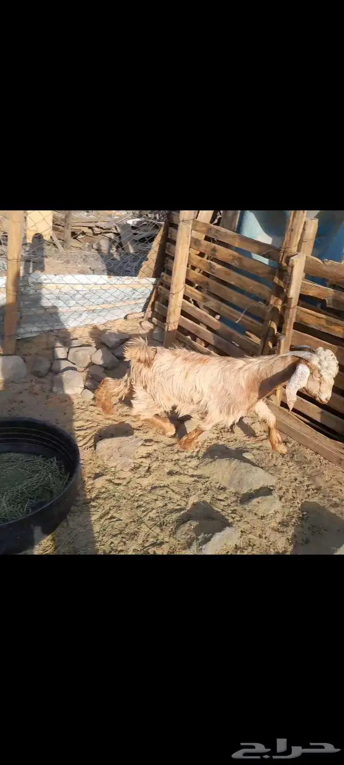 ذبائح خرفان وتيوس 1