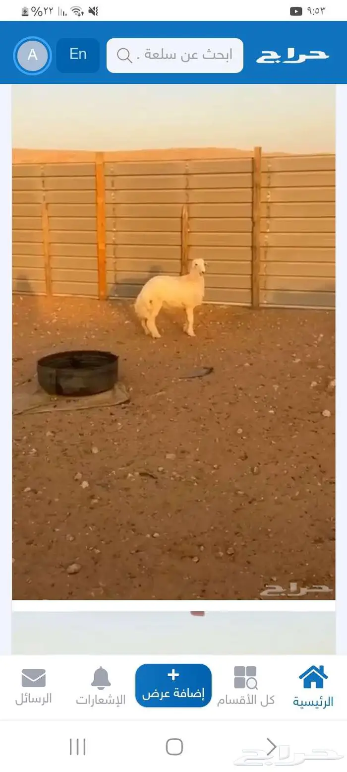 العيينه شارع العام 0