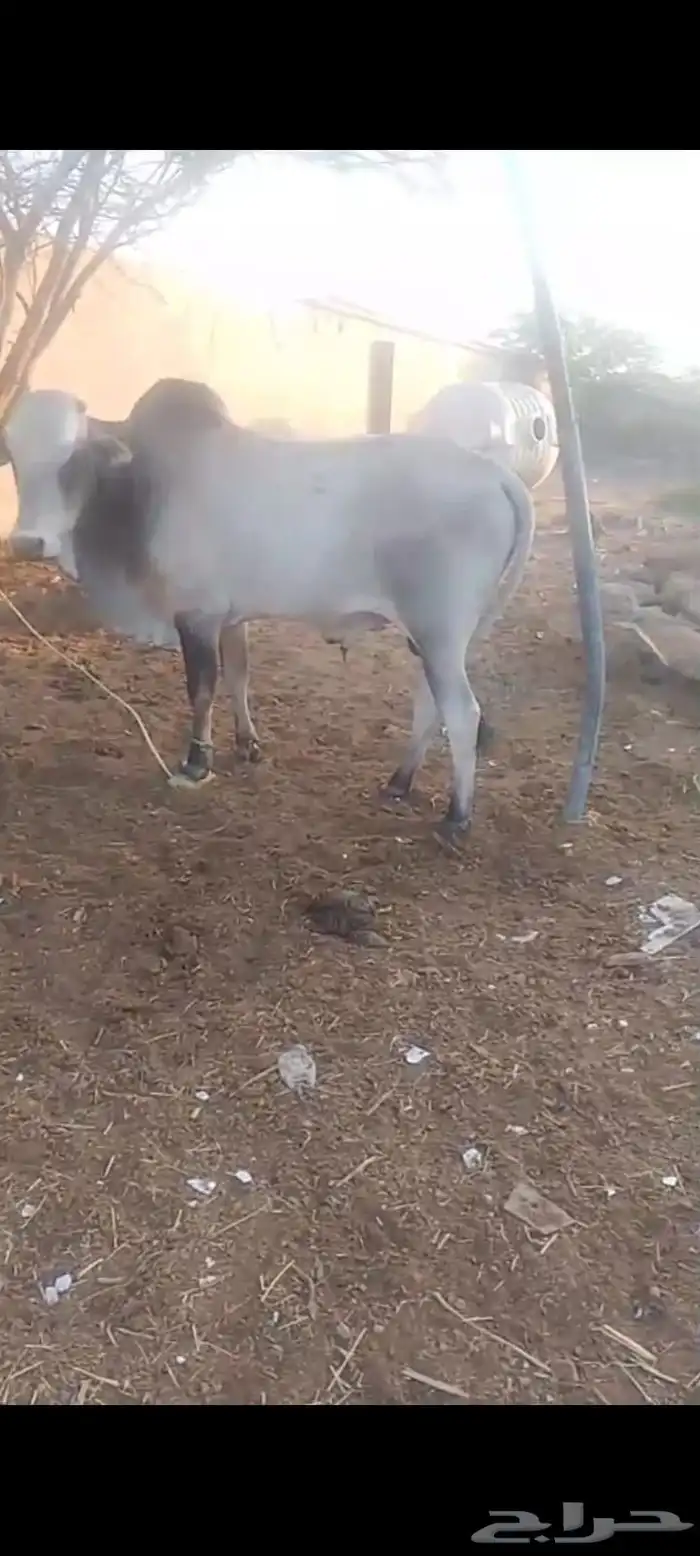 ثور للبيع 0