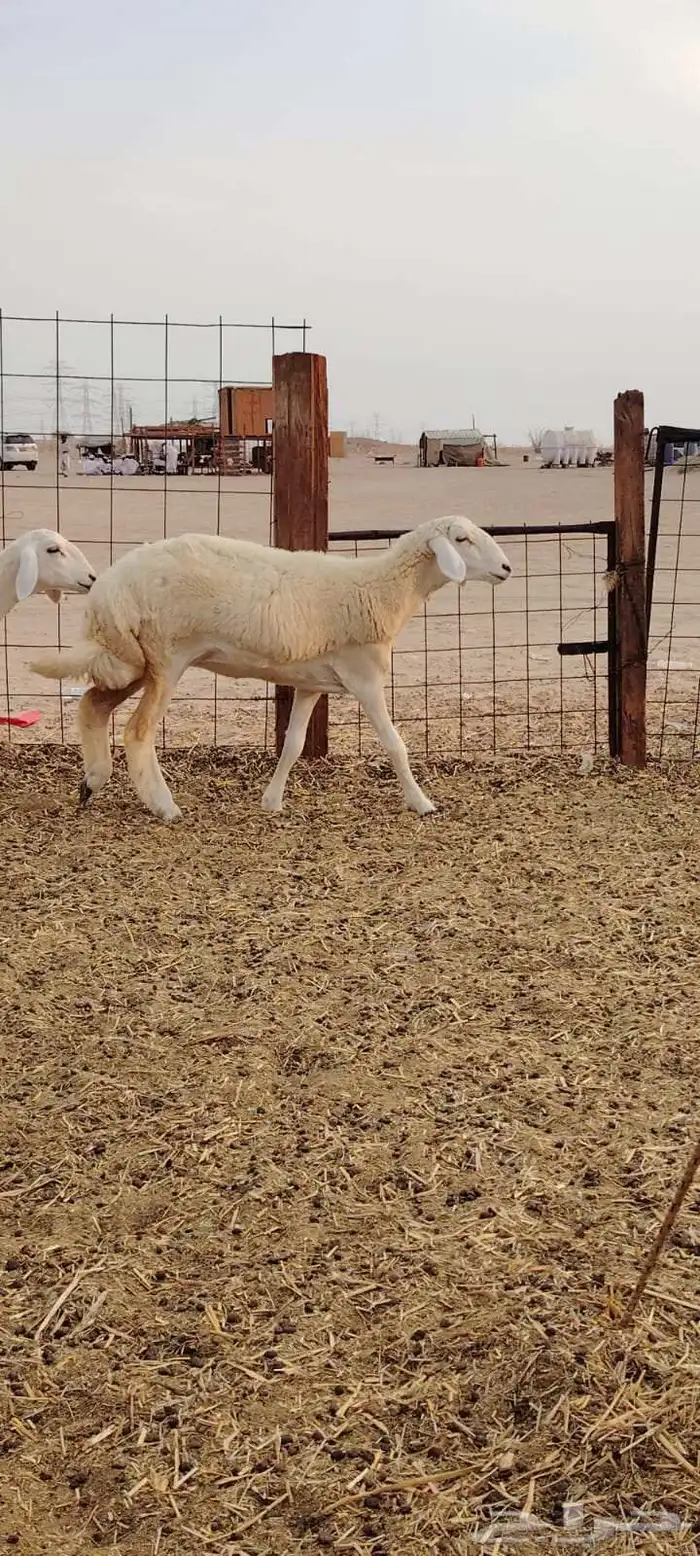 رخال حريات فرش الفحل العدد 30 7