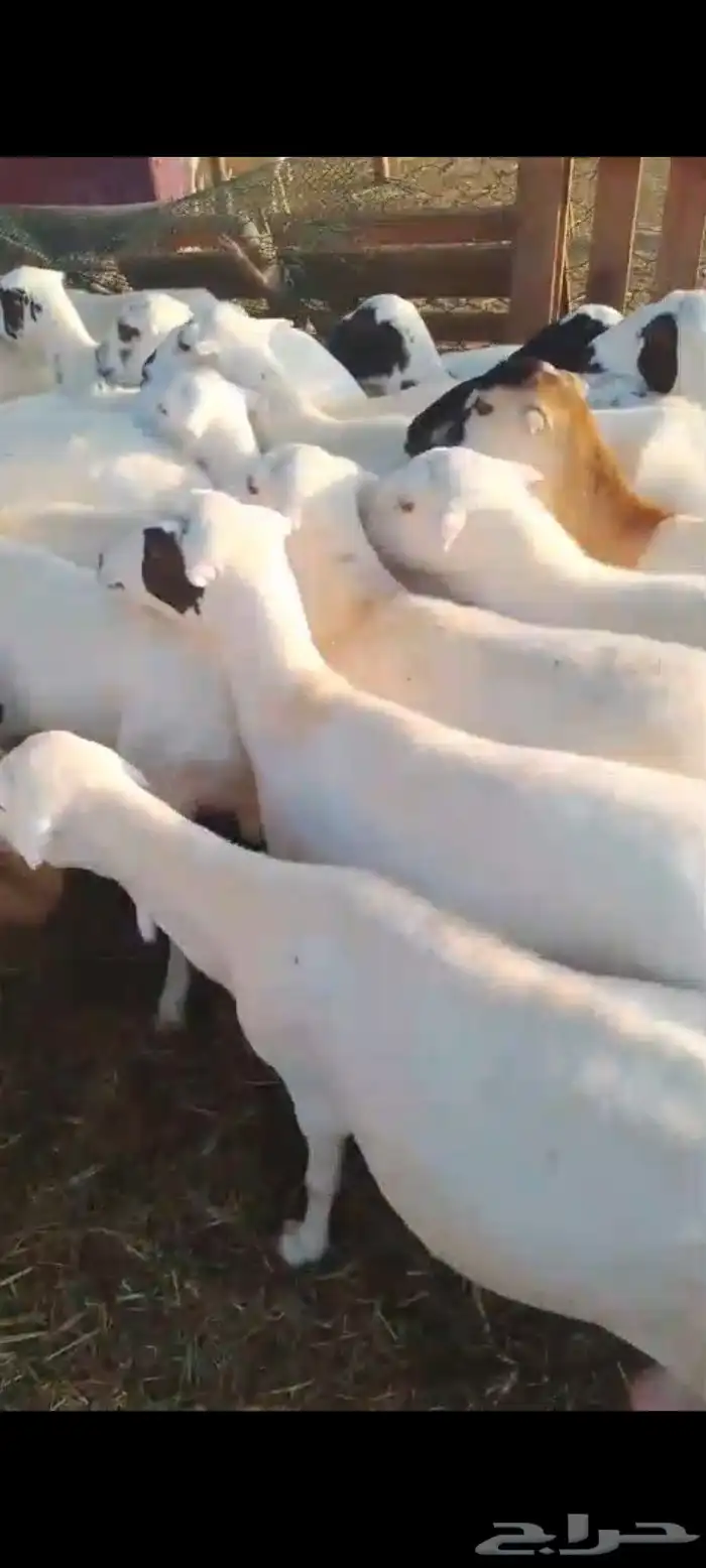 ضان قرايب رفيديات الا شرط 0