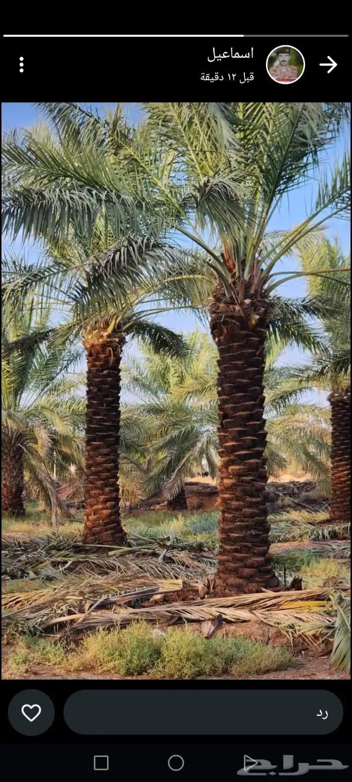 نقوم بتكريب النخيل العربي والاواشنطان التواصل معنا 0
