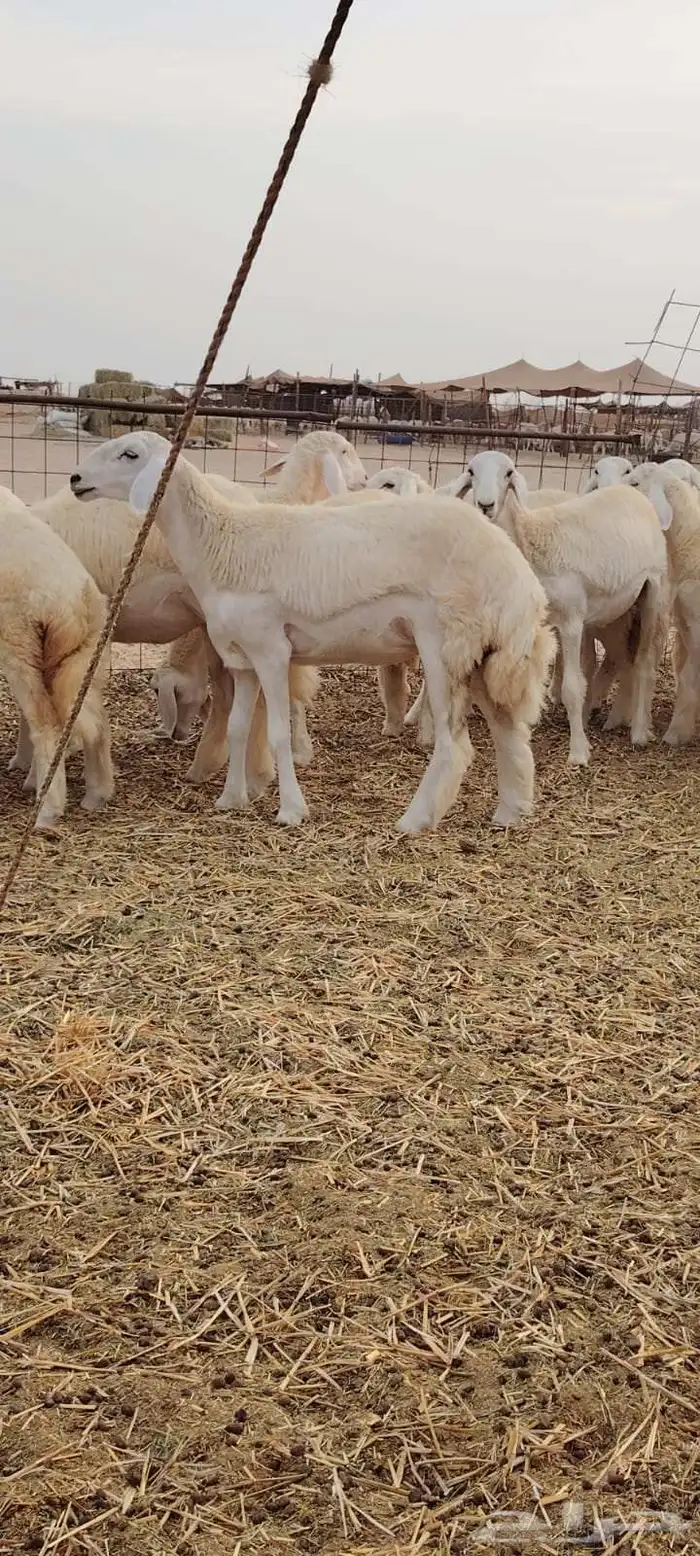 رخال حريات فرش الفحل العدد 30 6