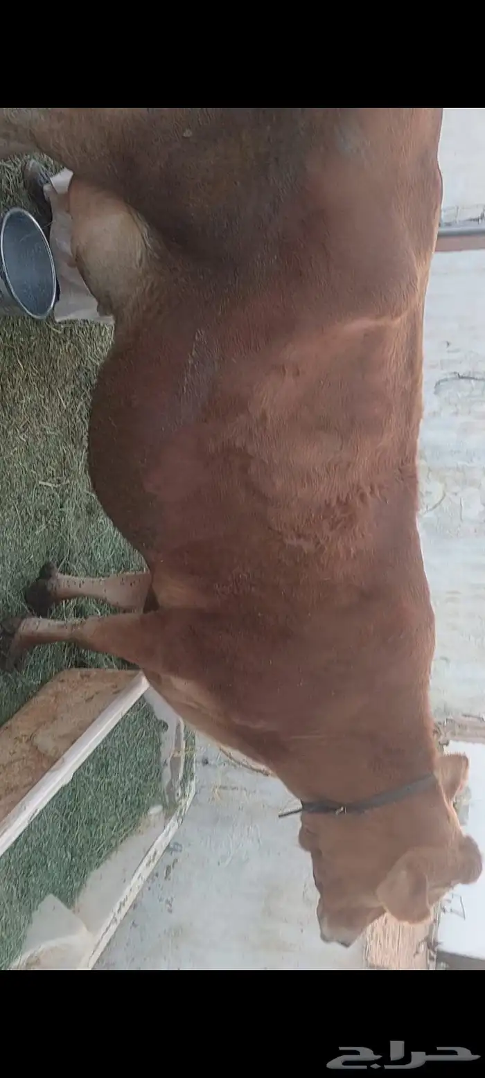 بقره والد للبيع جريسي 4