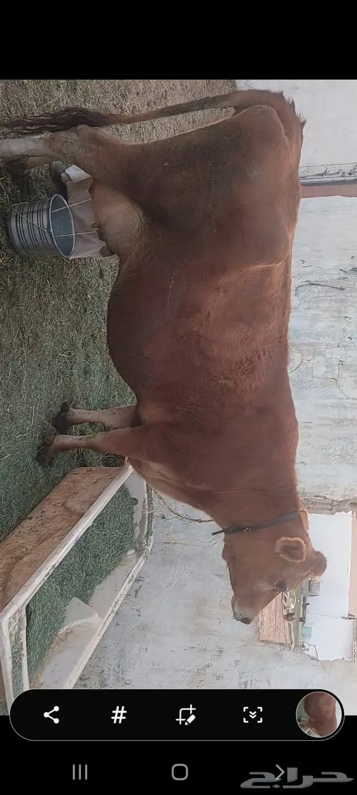 بقره والد للبيع جريسي 2