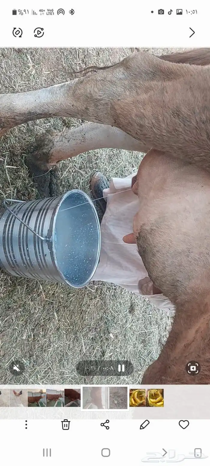 بقره والد للبيع جريسي 3