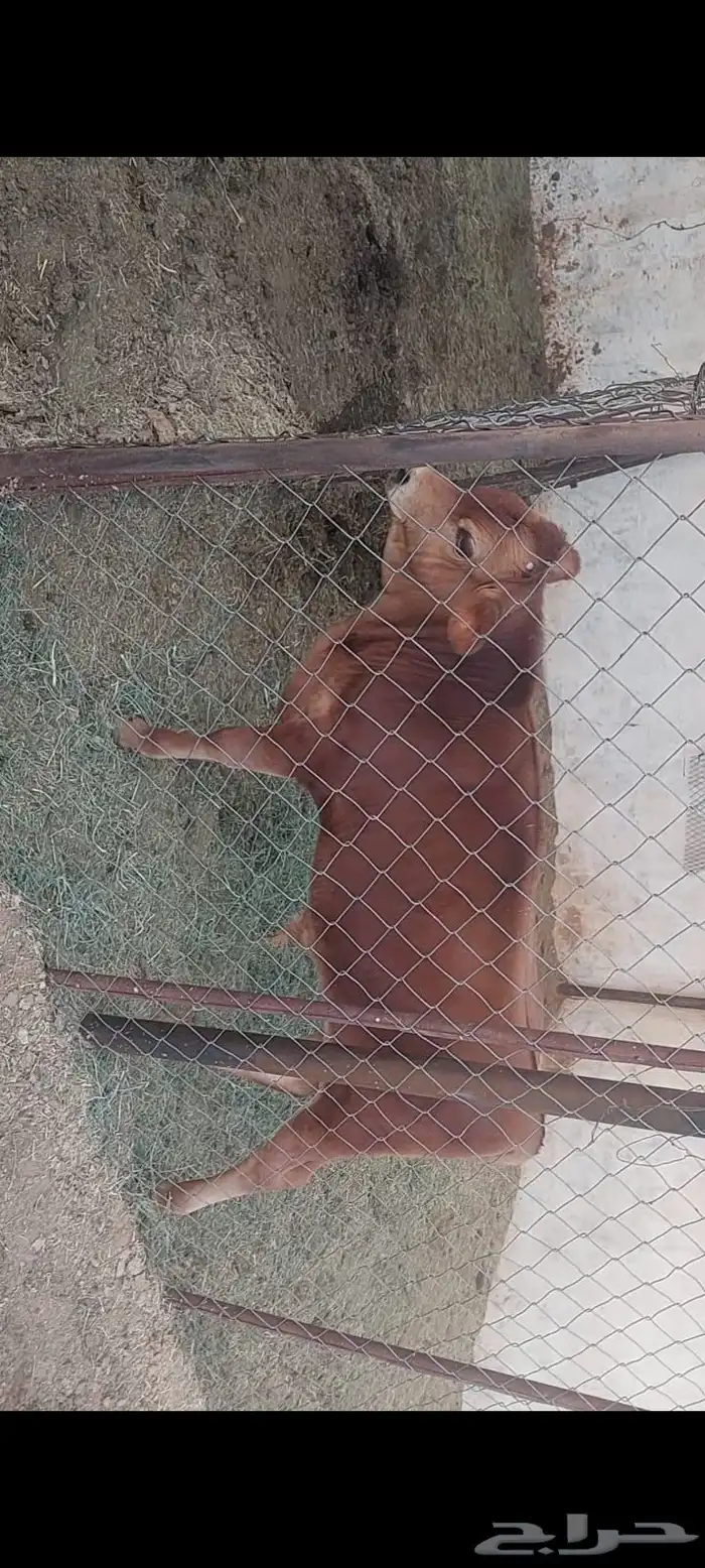 بقره والد للبيع جريسي 0