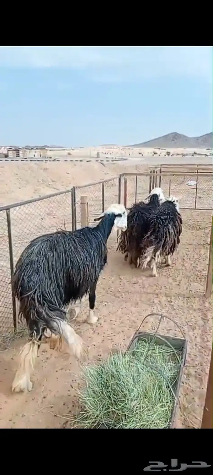 نجد غنم العدد 3 حيل شرط مفحوصات 0