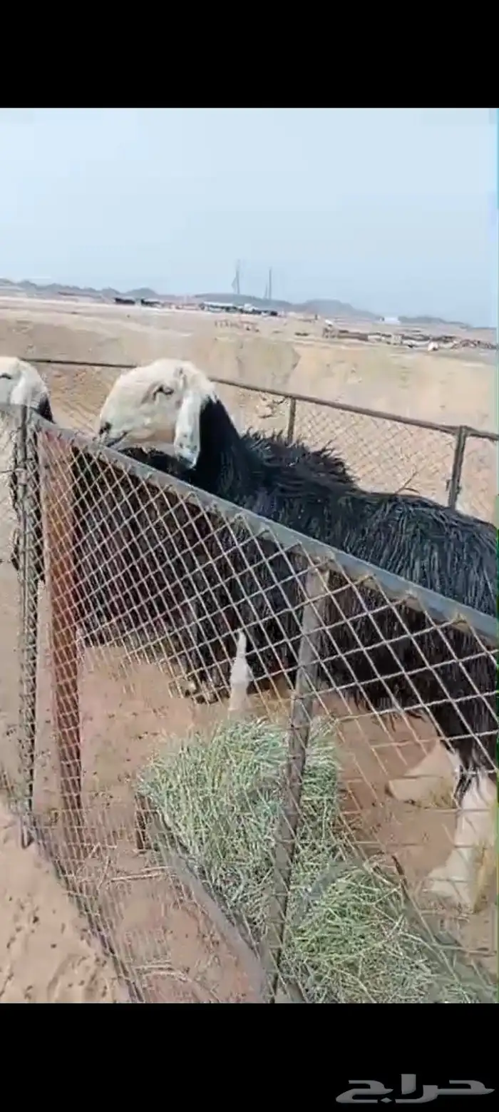 نجد غنم العدد 3 حيل شرط مفحوصات 2