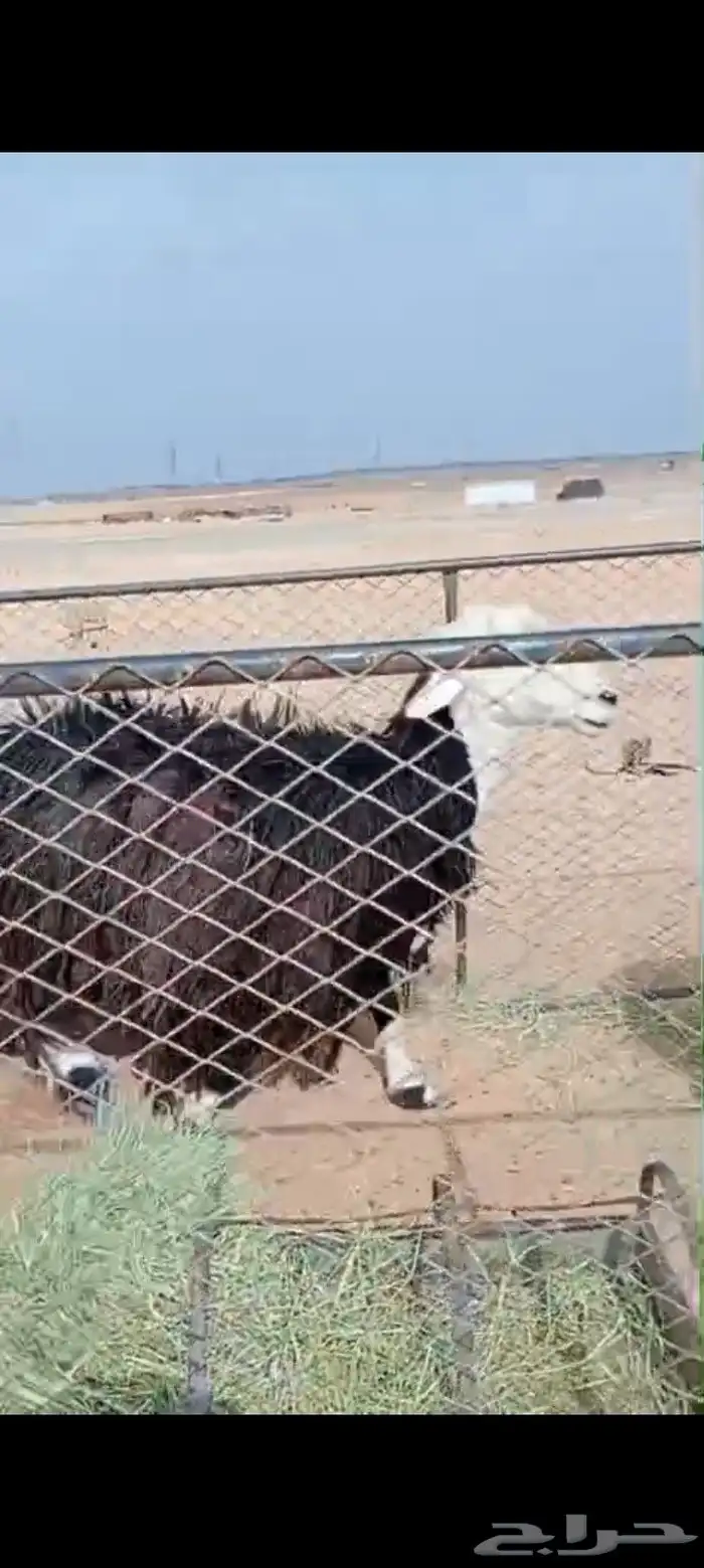 نجد غنم العدد 3 حيل شرط مفحوصات 3