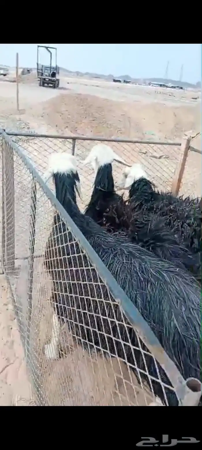 نجد غنم العدد 3 حيل شرط مفحوصات 1