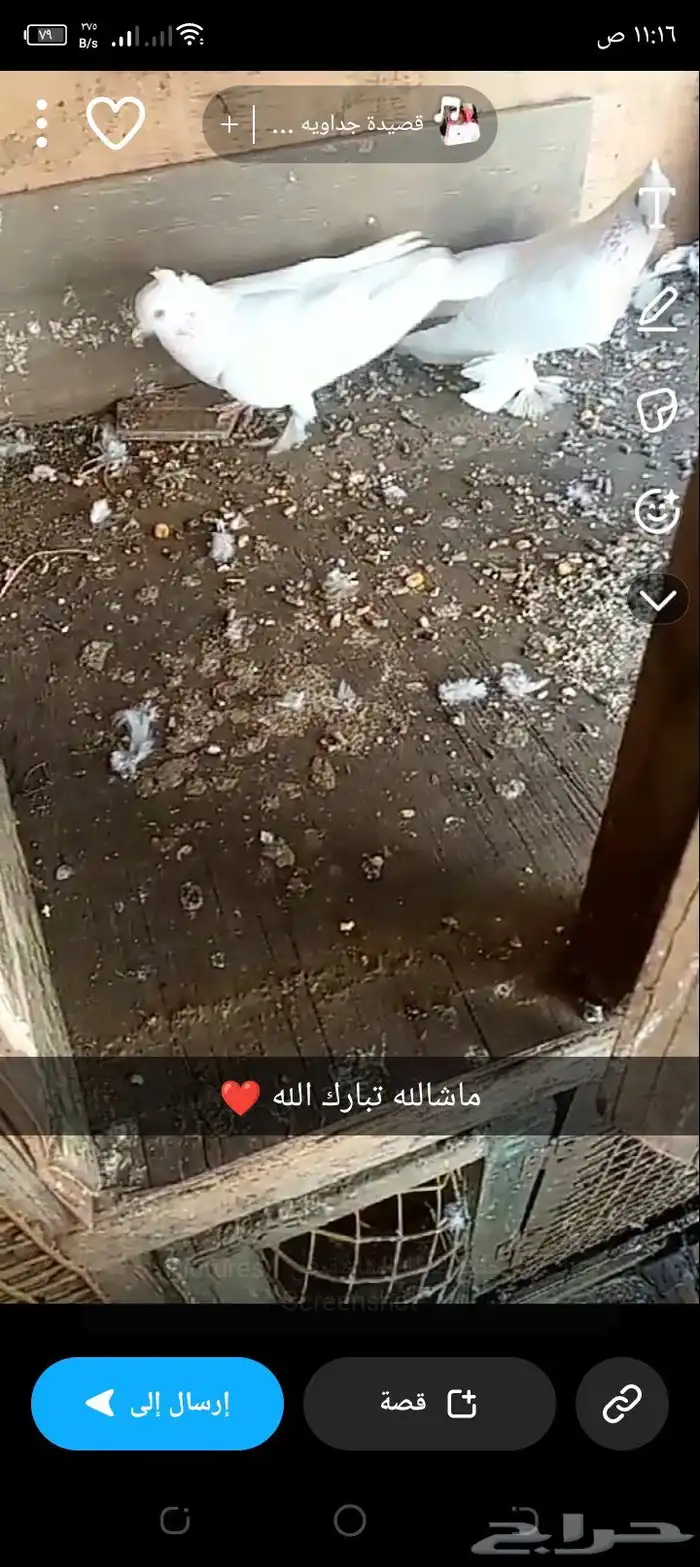 زوج حمام صنعاني الون أبيض 0