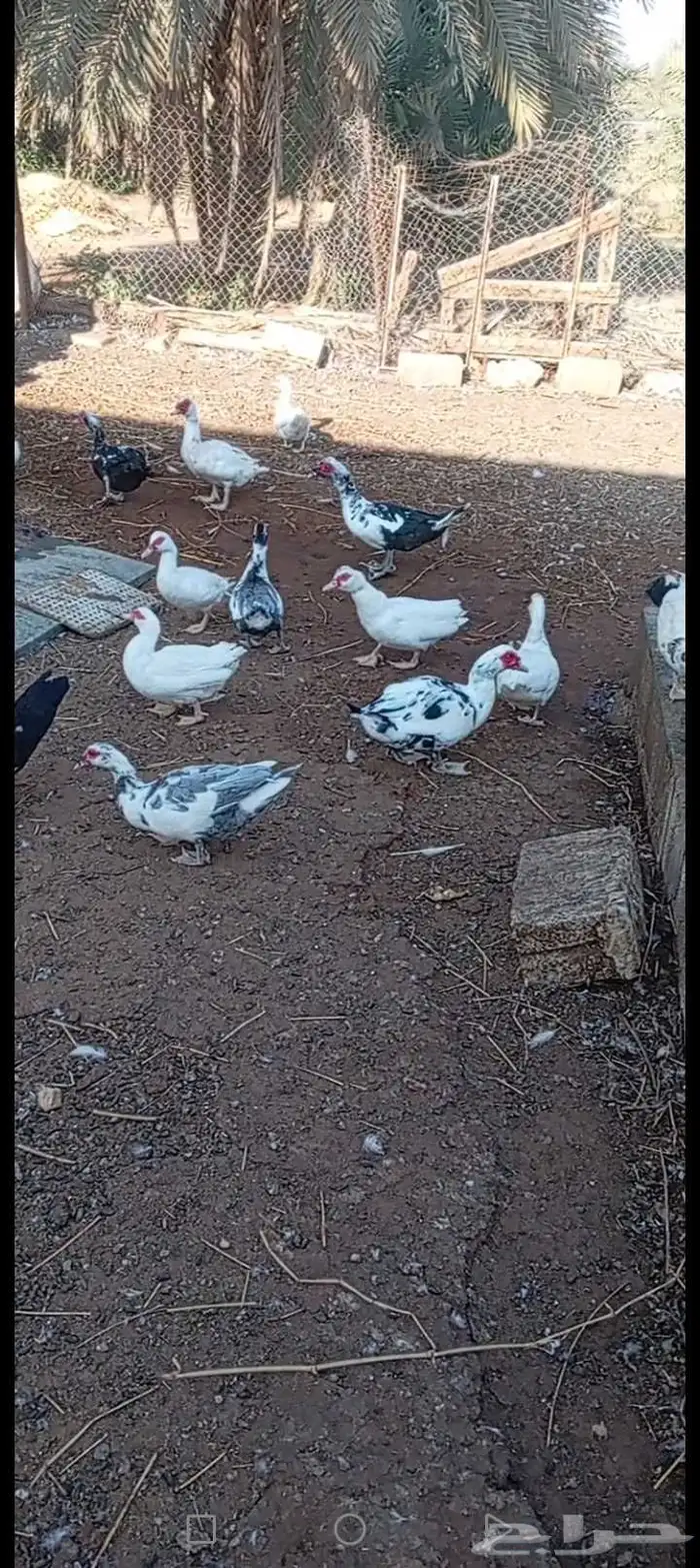 بط مصري للبيع 0