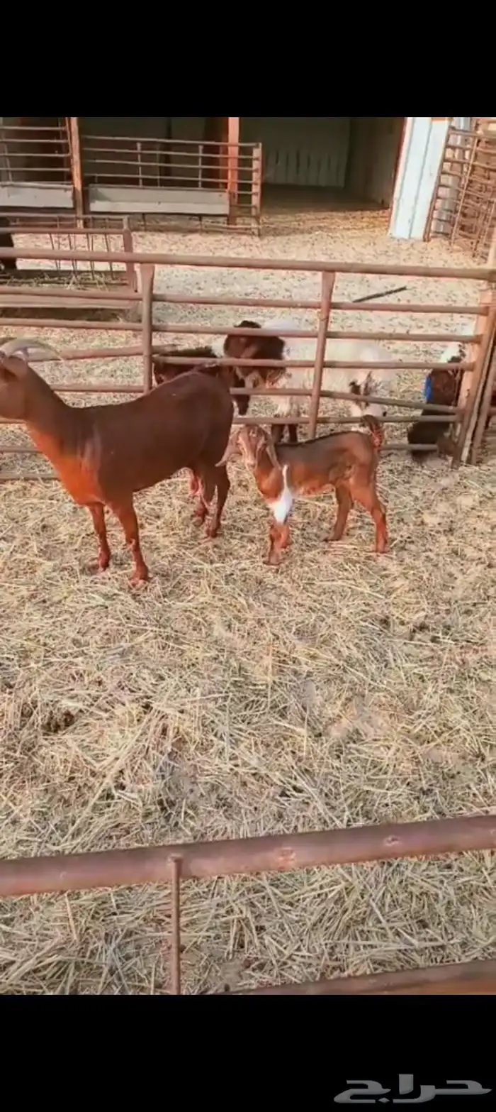 معزا وحده جنوبيه حدرها جفره سنها بداية صافه شبب وحده مشروكه 2