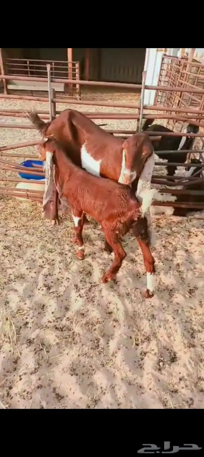 معزا وحده جنوبيه حدرها جفره سنها بداية صافه شبب وحده مشروكه 1