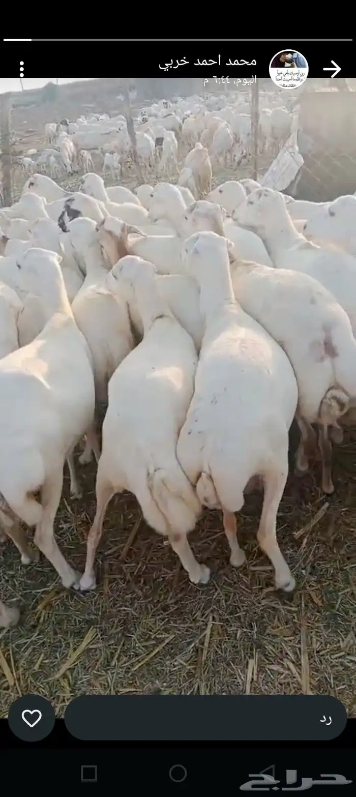 ضأن رفيديات طيبه قريب مرحه وحد 0