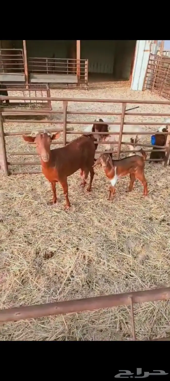 معزا وحده جنوبيه حدرها جفره سنها بداية صافه شبب وحده مشروكه 0