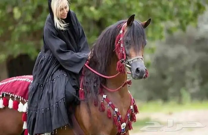 تدريب خيل نسائي خاص100 مع مدربه وايضا يوجد مدرب حسب الاختيار 3