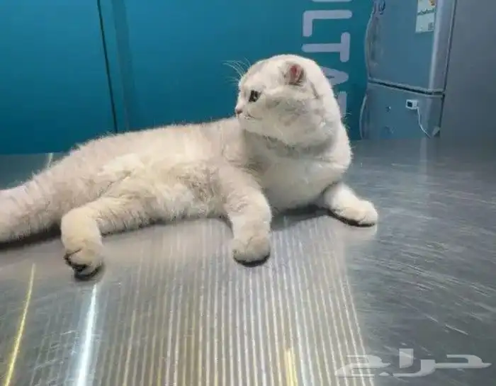 قط سكوتش تربل فولد سلفر ذكر 0