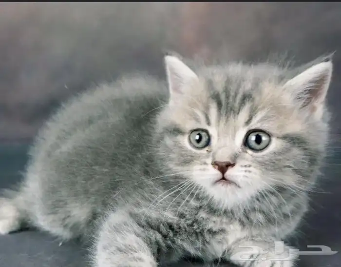 قطط سكوتش فولد وسكوتش ستريت وشيرازي تايقر للتبني برسوم 9