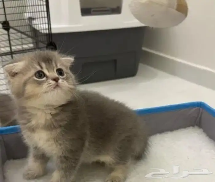 قطط سكوتش فولد وسكوتش ستريت وشيرازي تايقر للتبني برسوم 10